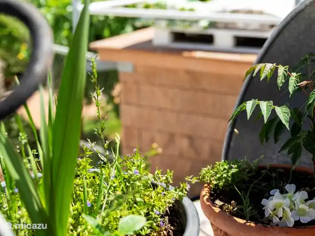 Casa Carmen huren in Spanje, Andalusië, Montefrio - finca tuin