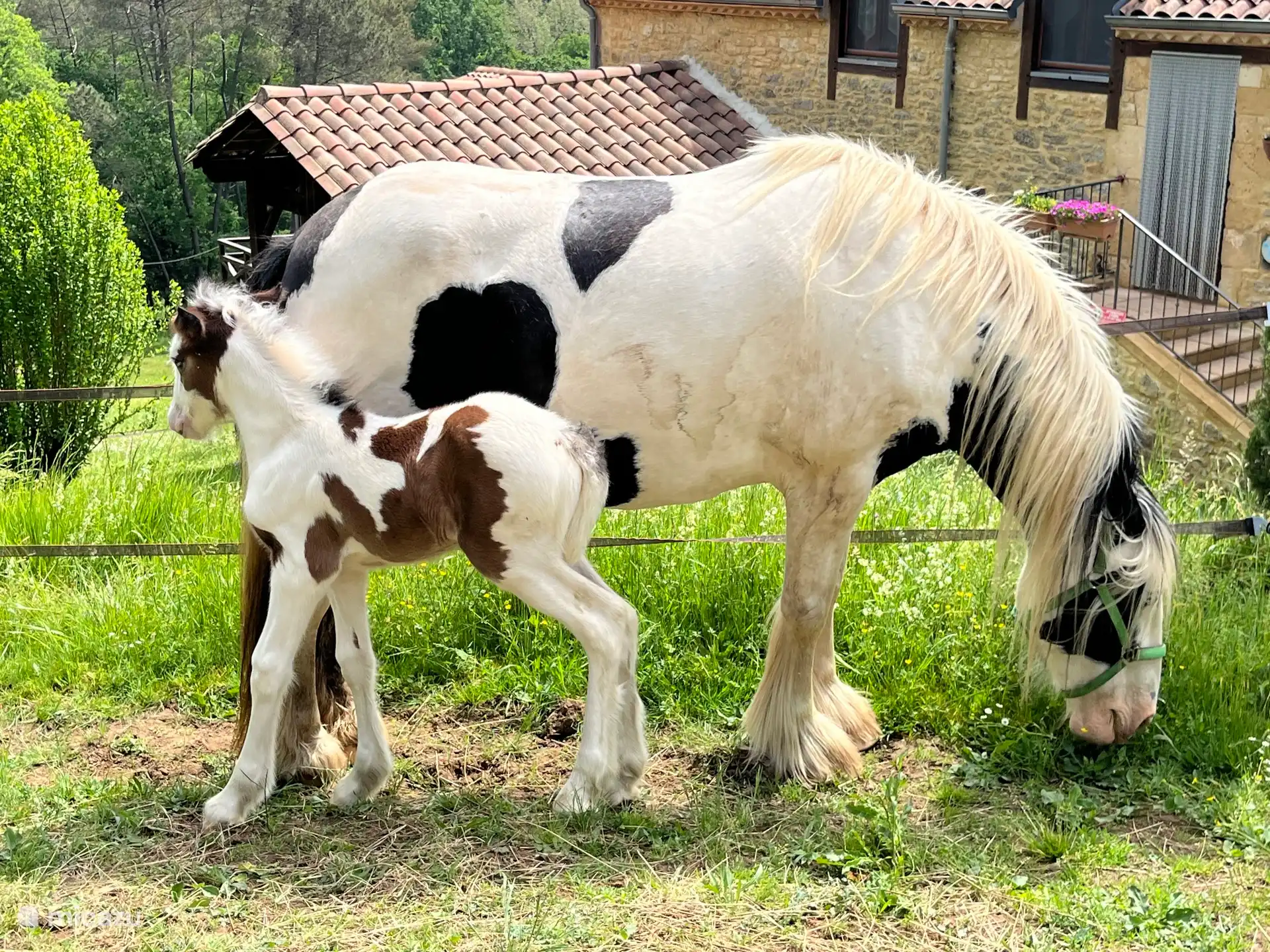 Emma mit dem Fohlen Eden, geboren am 26. April am 26. April