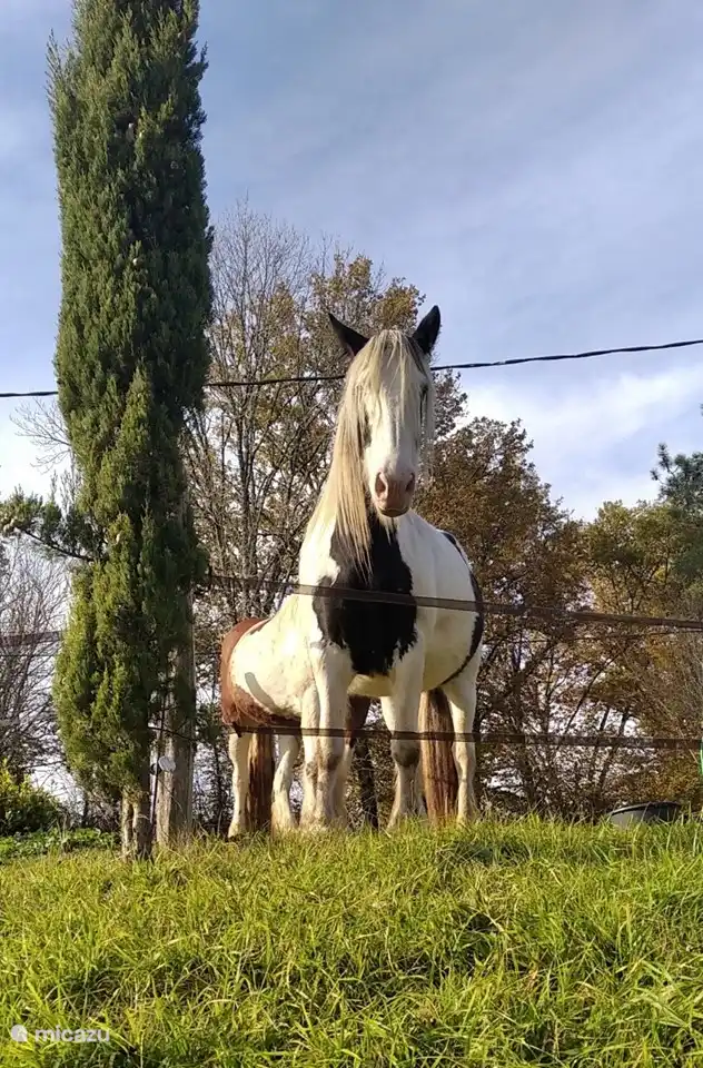 The 2 horses, Emma and Abby