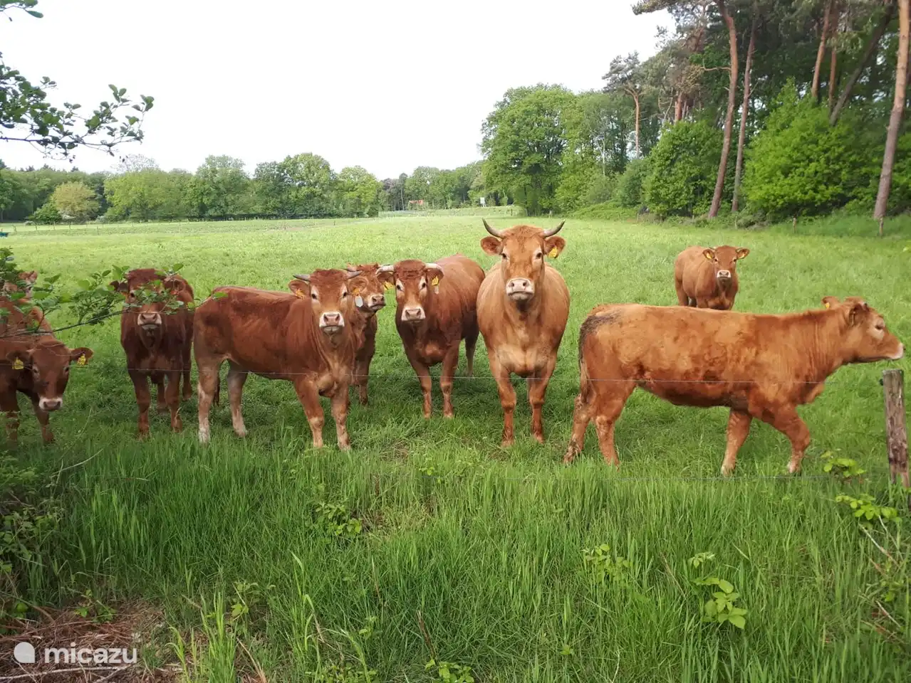 Koeien bij de boerderijwinkel op 1 km afstand van het Vechtdalhuisje
