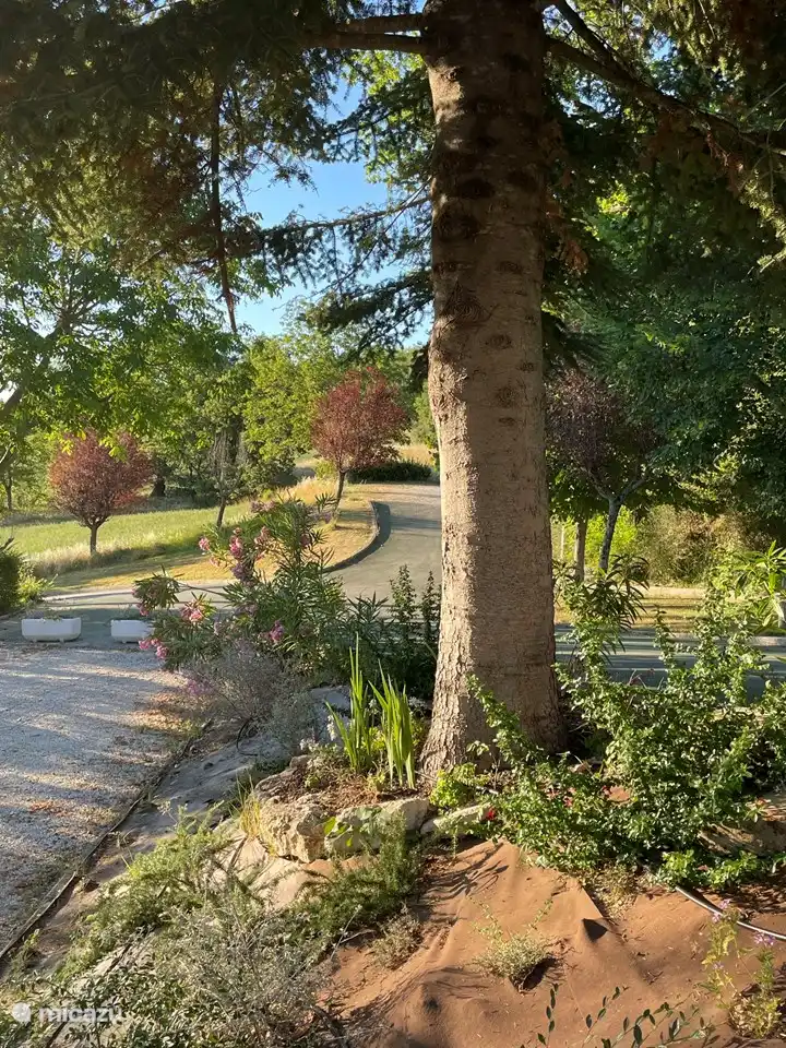 View from the garden