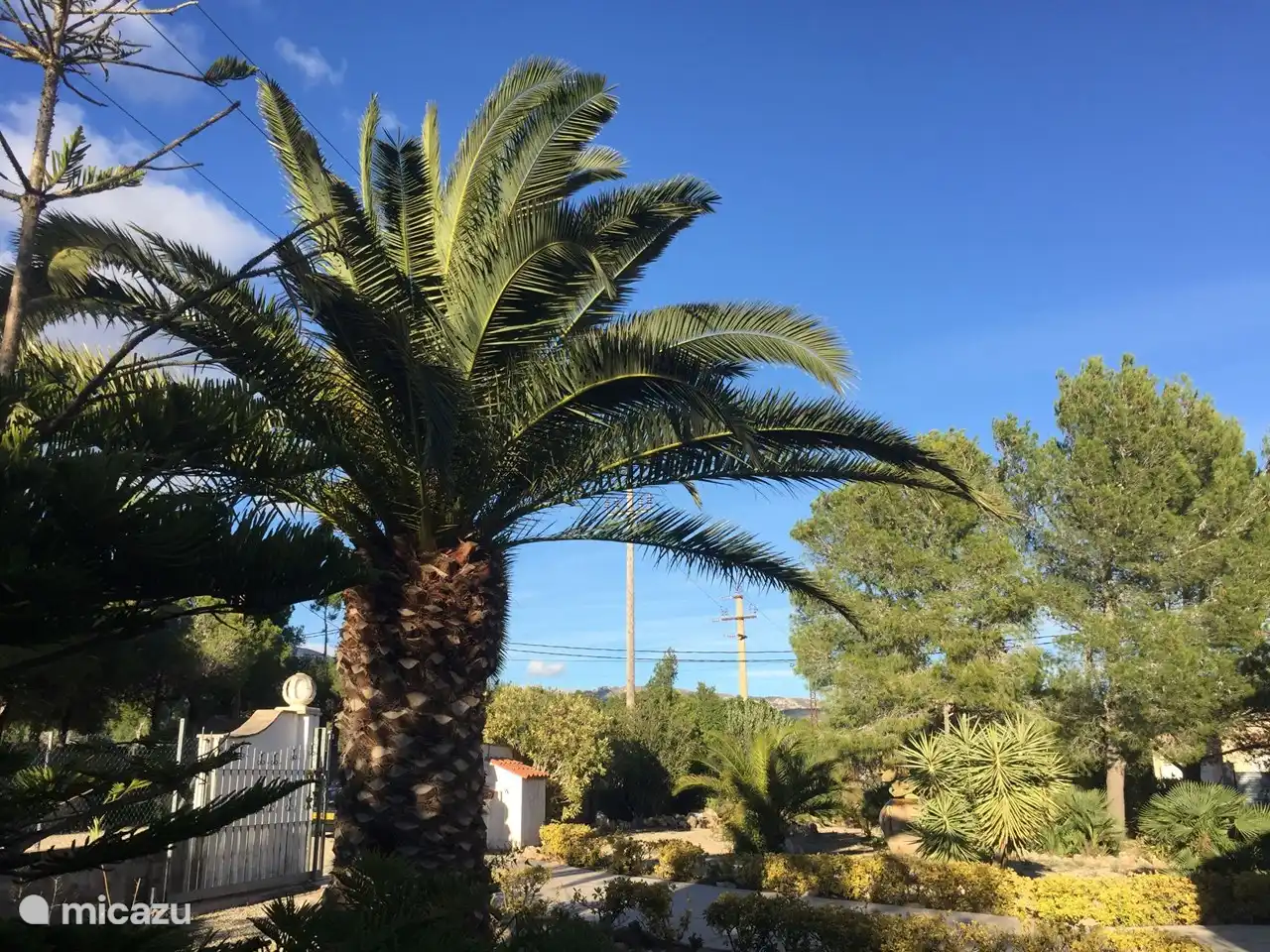 Palmen im Vorgarten.