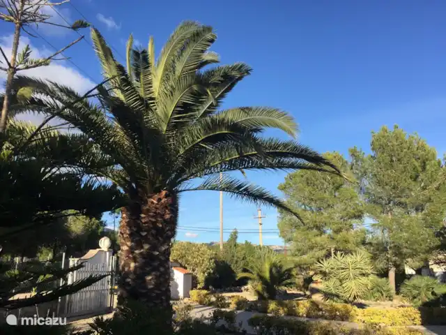 Villa Familia - Près de la mer ! | Espagne, Costa Dorada, L'Ametlla de Mar - villa Palmiers dans la cour avant.