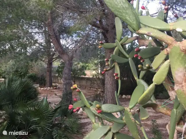 Villa Familia - Près de la mer ! | Espagne, Costa Dorada, L'Ametlla de Mar - villa Figues de Barbarie. Les fruits rouges de cette plante sont très sains à manger, mais portez des gants à cause des épines.