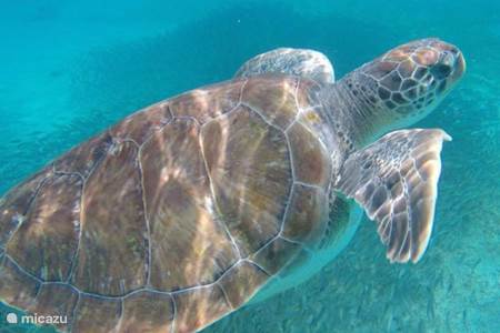 Zwemmen met zeeschildpadden