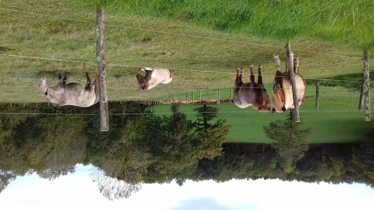 Onze Shetland pony's 