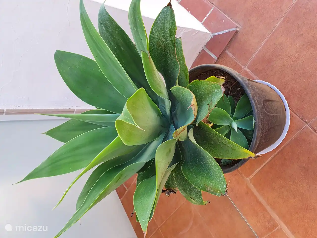 aloe vera brasileño en terraza