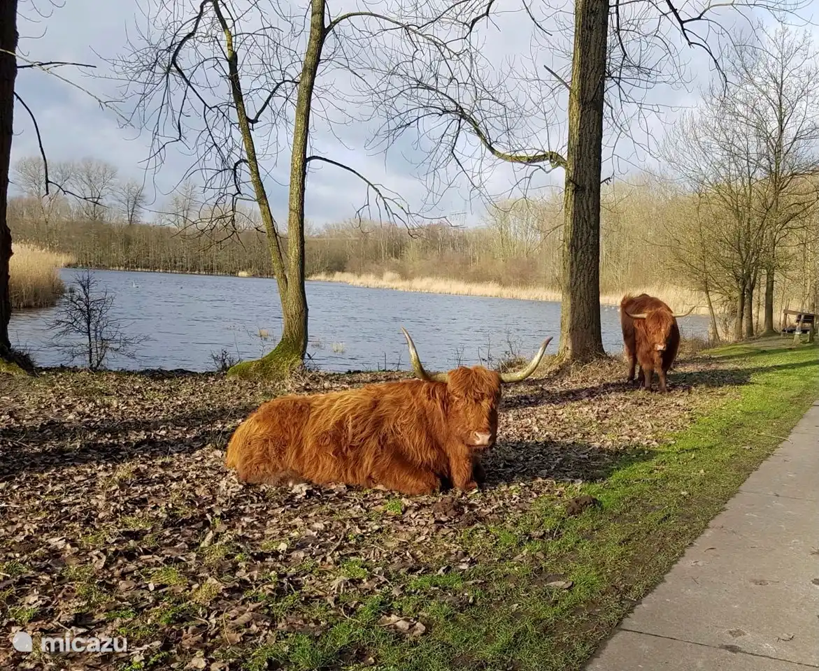 Auerochsen im Harderwolderbos