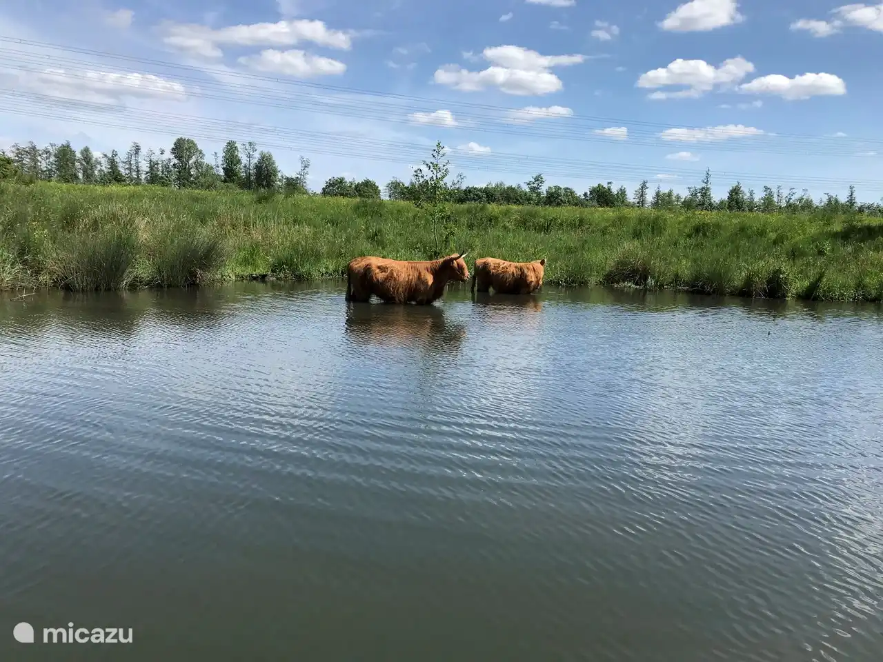 Auerochsen begegnen Ihnen auch im Wasser