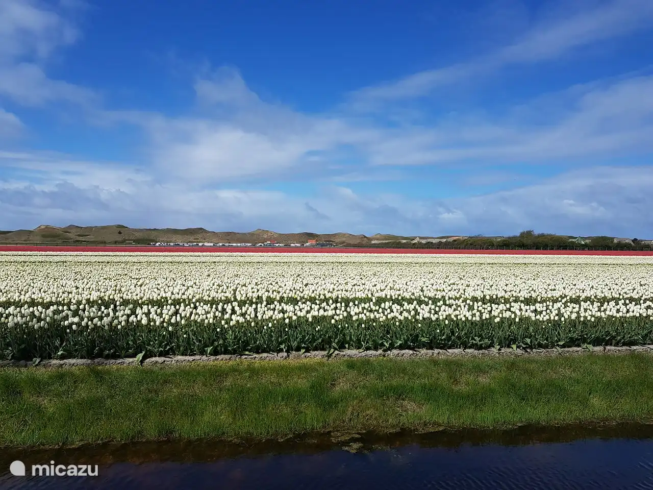 Tulpenvelden in het voorjaar