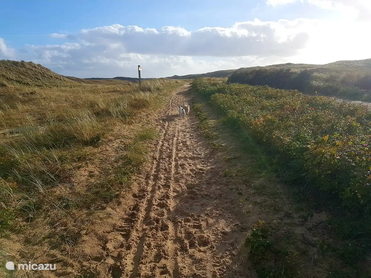 Wandelpaden en prachtig gebied om hond uit te laten