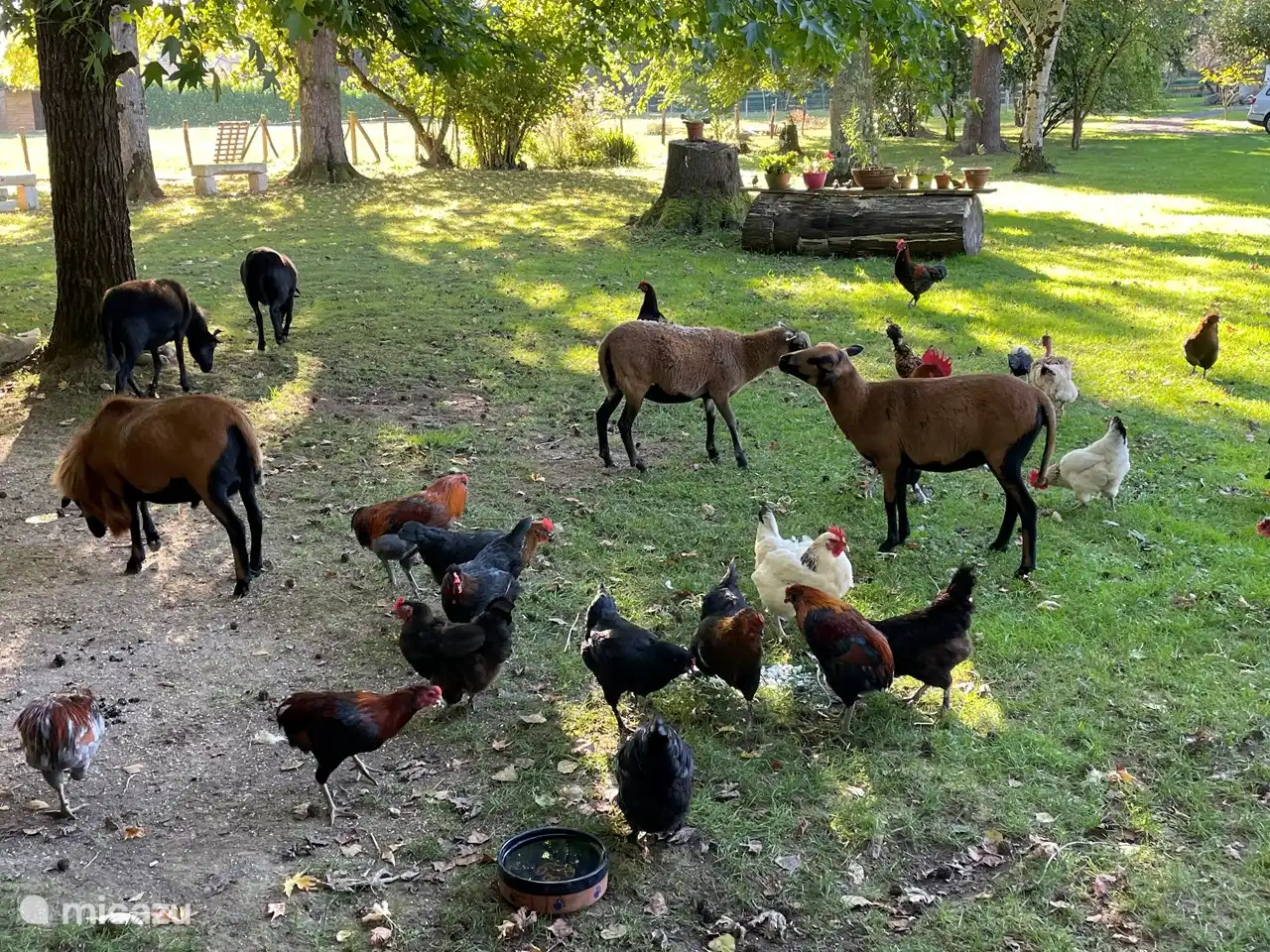 Our chickens and cameroon sheep