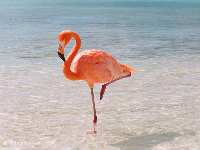 Holiday home in Curaçao, Curacao-Middle, Julianadorp Villa ✨ Villa Flamingo 🦩 in Julianadorp ✨