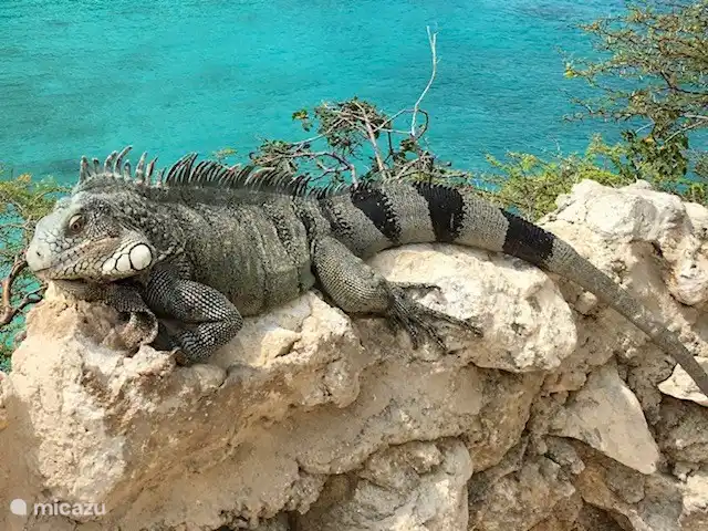 Villa Bunita Bista en Curazao, Bandabou (oeste), Fontein - villa Iguana en la laguna