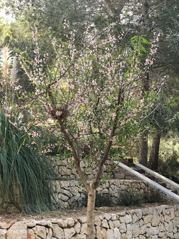 Villa Casa Blanca, almendro en cenefa