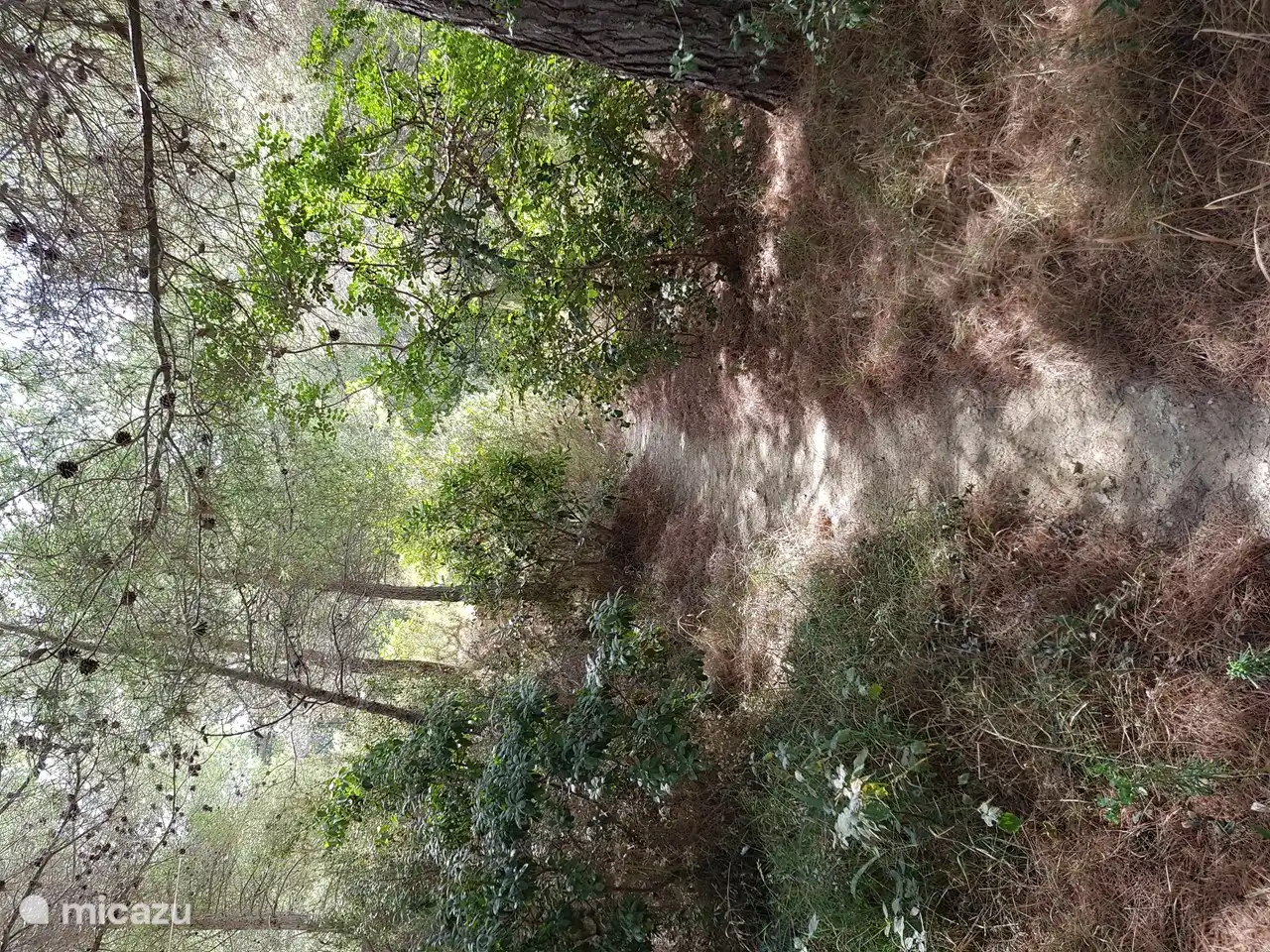 Villa Casa Blanca, camino forestal