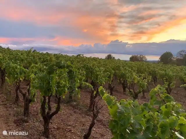 Location de Vacances France, Hérault, Oupia, maison de vacances - Marie Jean Chambre d'hotes & Gite Vignes Château Oupia
