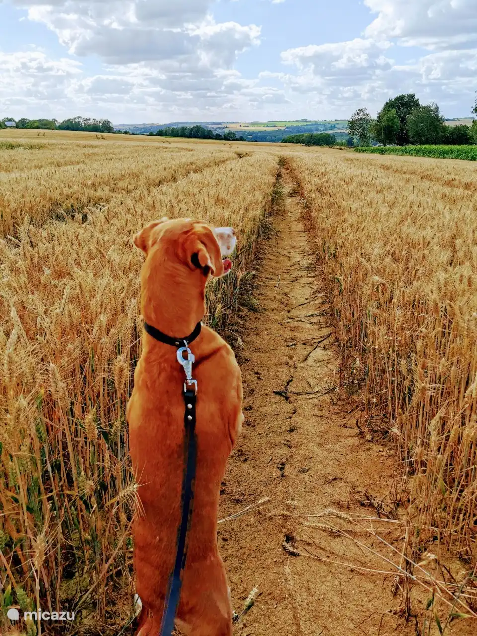 wandeling achter het huis