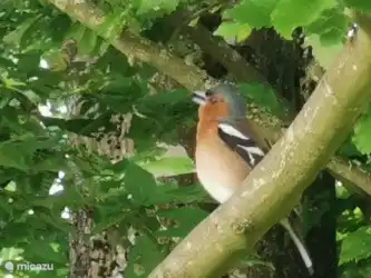 vogel in de tuin (vink)
