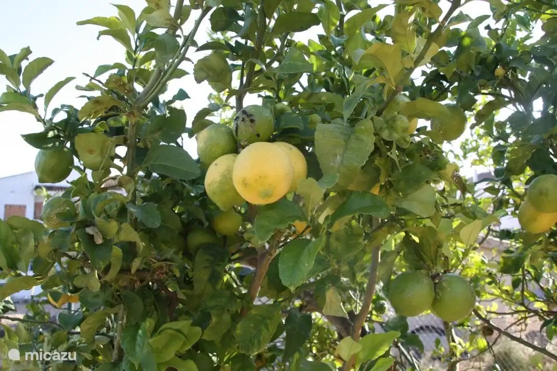 Zitronen-, Orangen- oder Feigenbäume im Garten