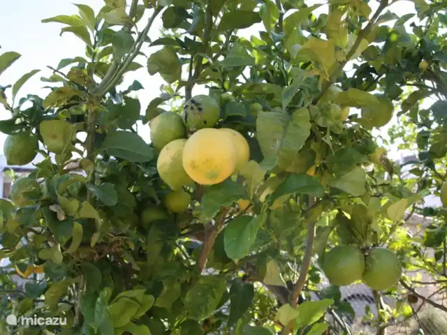 Villa Eole y Mar, à 100m de la mer | Espagne, Costa Dorada, L'Ampolla - villa Citronniers, orangers ou figuiers dans le jardin