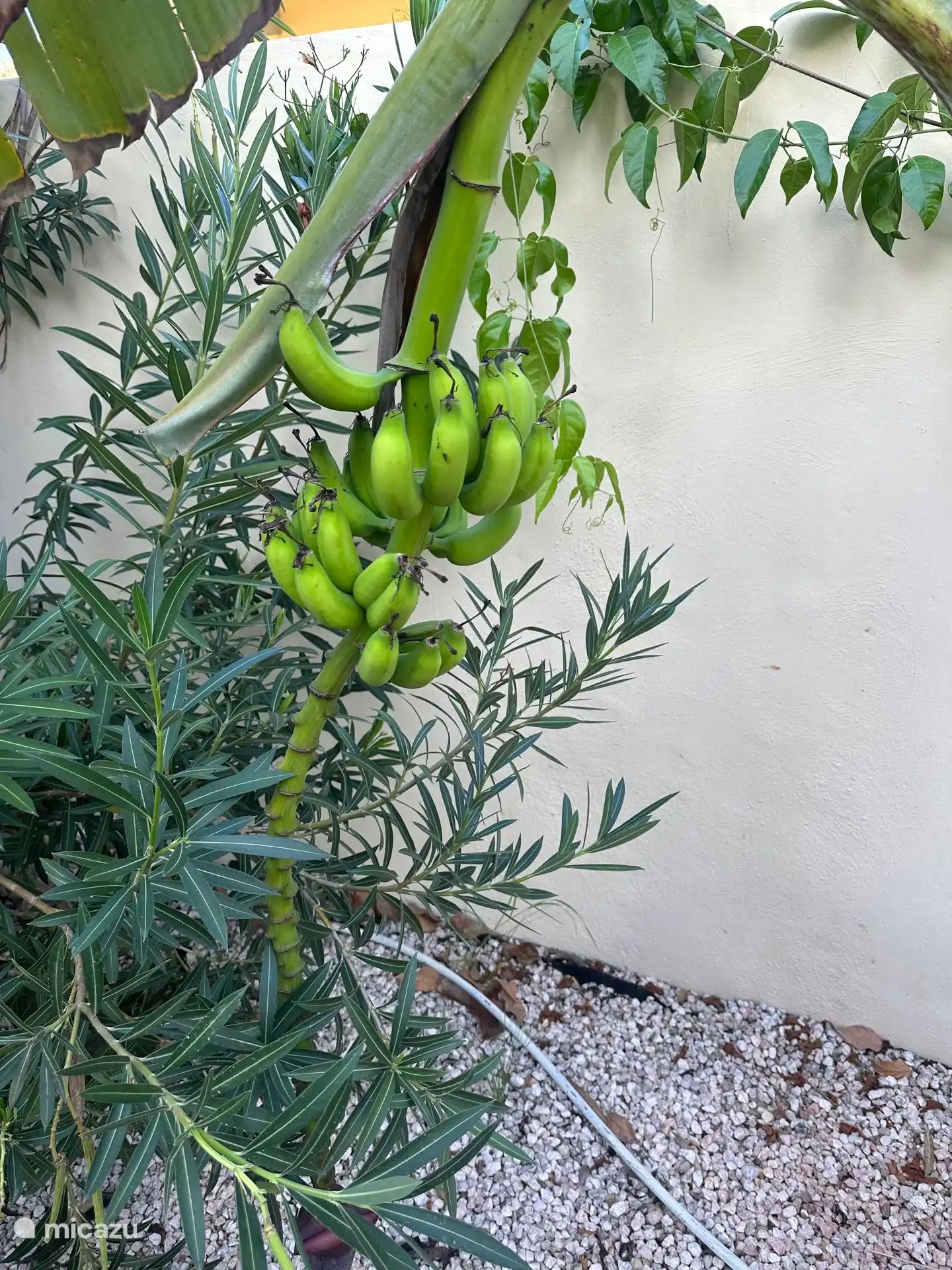 Bananes dans le jardin. Bien sûr, vous pouvez les cueillir lorsqu’ils sont mûrs.