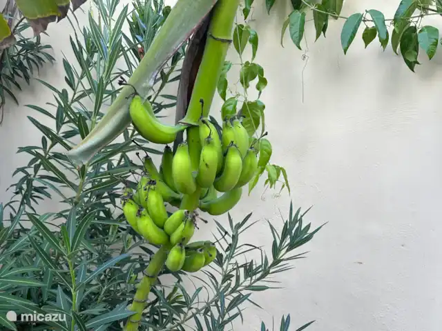 Villa Lora Julianadorp privé-zwembad huren in Curaçao, Curacao-Midden, Julianadorp - villa Banaantjes in de tuin. Die mag je natuurlijk plukken als ze rijp zijn.