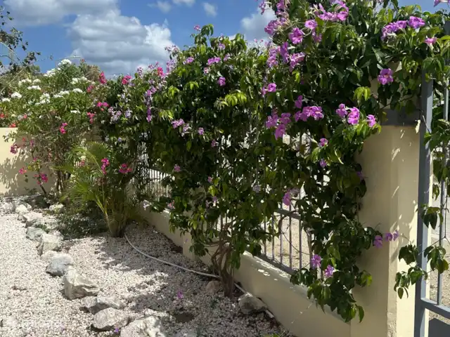 Villa Lora Julianadorp privé-zwembad huren in Curaçao, Curacao-Midden, Julianadorp - villa Op het hek bloeiende prachtigste bloemen.