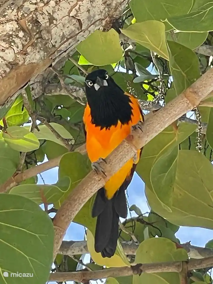 Dans notre jardin, vous voyez beaucoup d’oiseaux : le voleur de sucre, les colibris et cet oriole (qui a l’air en colère). L’oiseau de Curaçao !