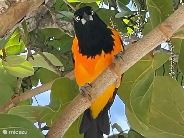 Villa Lora Julianadorp privé-zwembad huren in Curaçao, Curacao-Midden, Julianadorp - villa In onze tuin zie je veel vogels: het suikerdiefje, kolibri's en deze (booskijkende) troepiaal. DE vogel van Curacao!