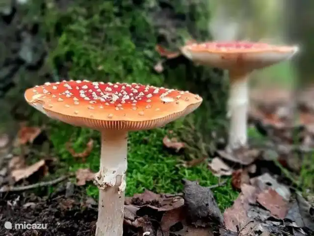 Villa Du Bonheur en Bélgica, Ardenas, Heure - villa Ambiente