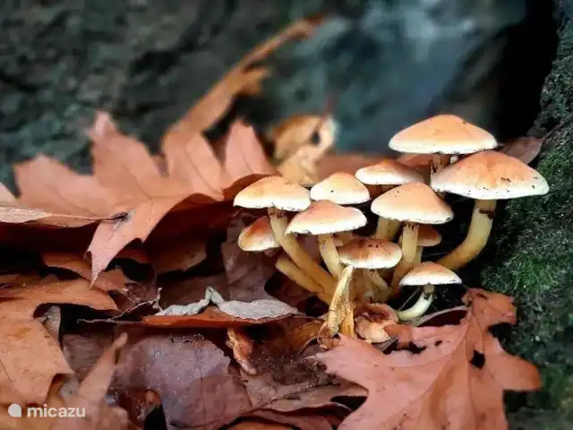 Villa Du Bonheur en Bélgica, Ardenas, Heure - villa Ambiente