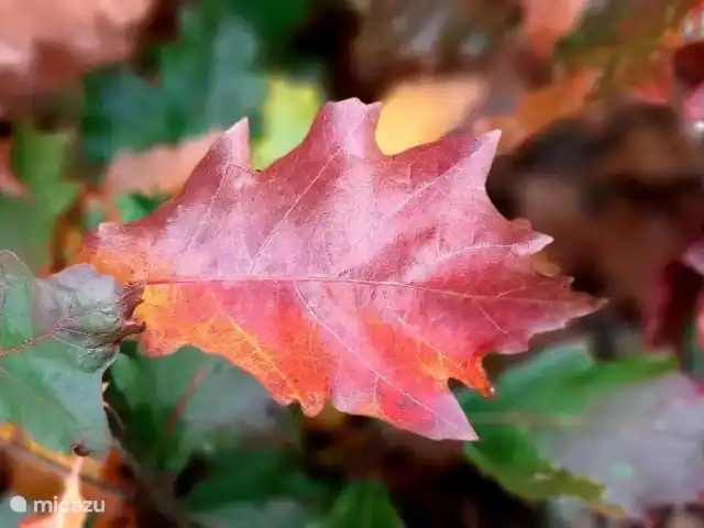 Villa Du Bonheur en Bélgica, Ardenas, Heure - villa Ambiente