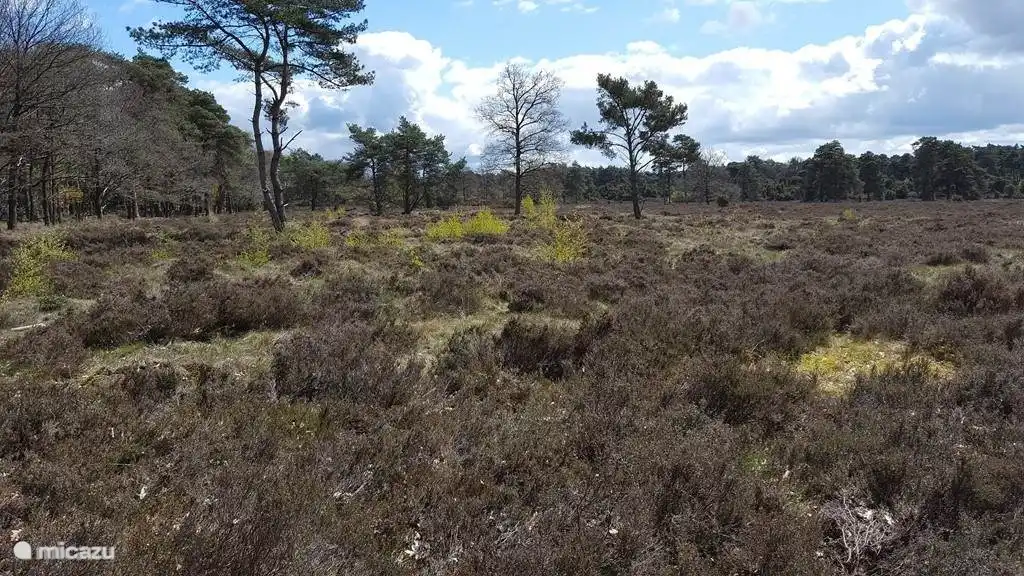 Dwingelderveld
