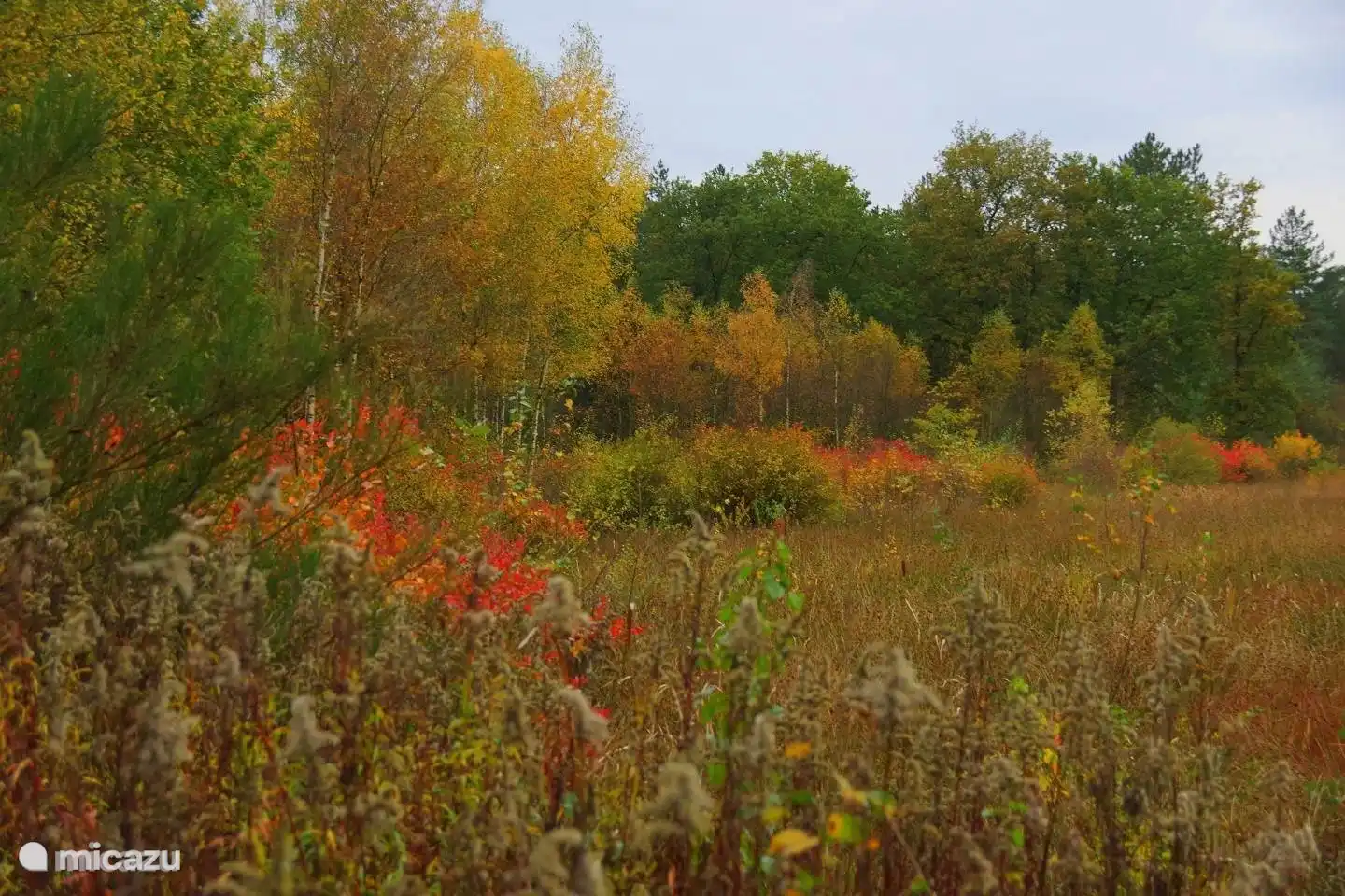Dwingelderveld-Wald.
