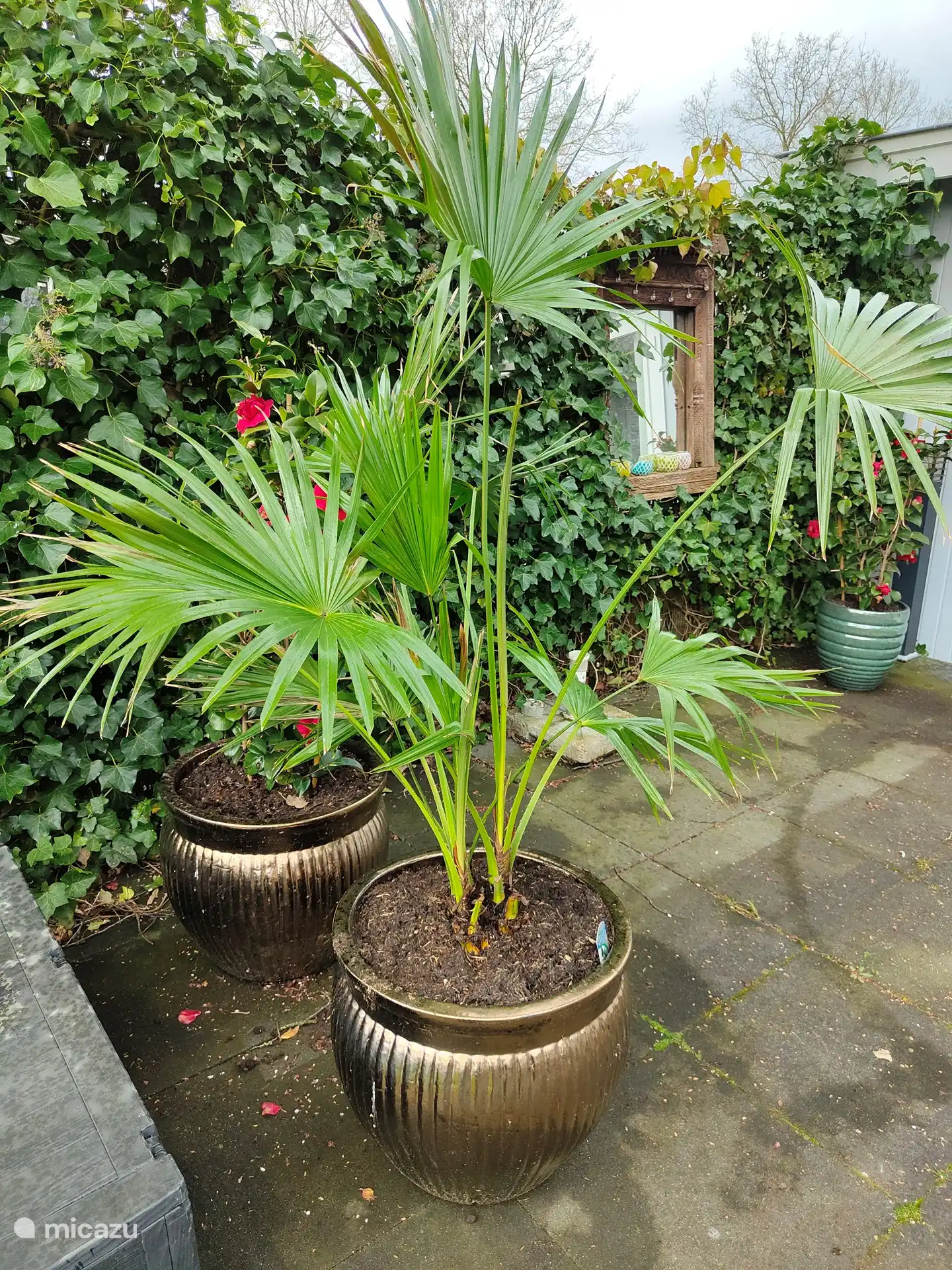 Terrasse mit schönen Pflanzen 