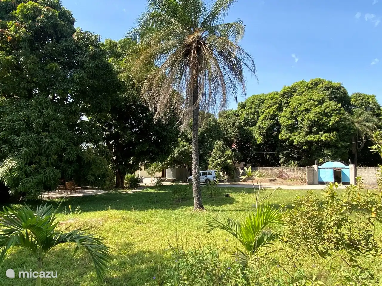 sehr großer Garten mit Bahamgras, Palmen und tropischen Pflanzen