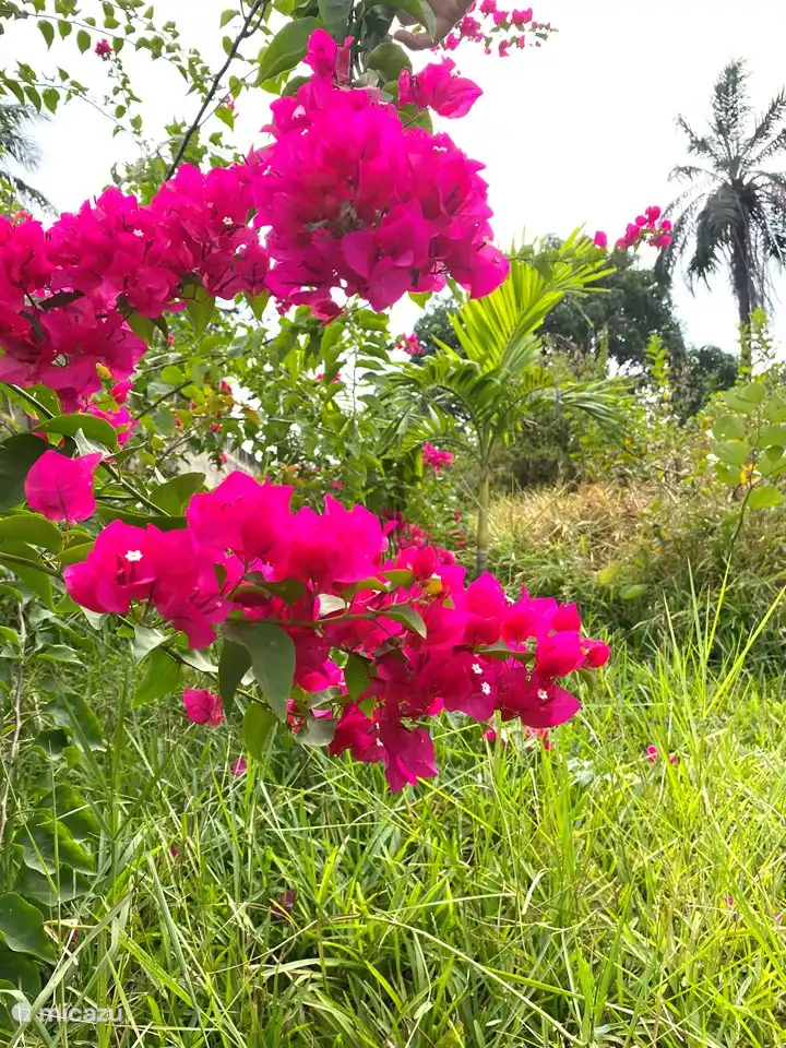 Bougainvillea