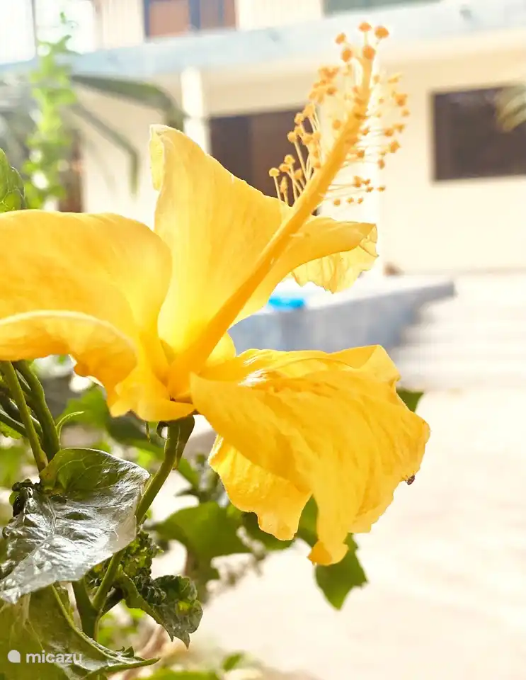 tropischer Blumengarten