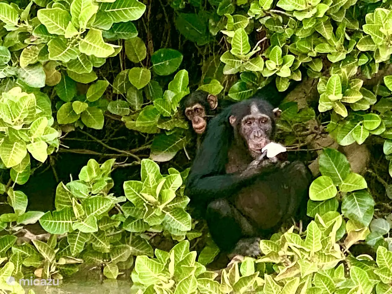 Ausflug nach Baboon Island mit Schimpansen in freier Wildbahn