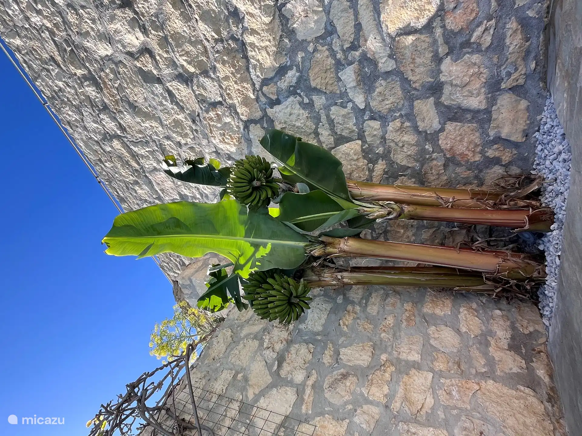In diesem Jahr wurden wir von einer großen Lieferung Bananen überrascht, die im Winter gewachsen waren. Die ersten 150 konnten wir im Juni ernten. In der Zwischenzeit ist die nächste Charge voll ausgereift. Sie sind klein, aber wenn sie reif sind, köstlich süß, hoffen wir, im Spätsommer wieder pflücken zu können.