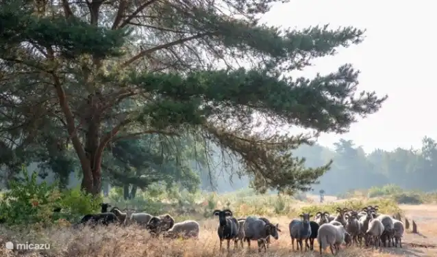Schafherdengebiet Putten