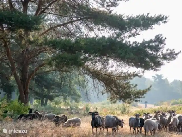 Chalet Putten en Países Bajos, Güeldres, Putten - chalet rebaño de ovejas cerca de Putten