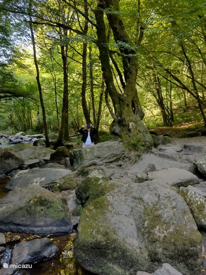 De merveilleuses promenades dans les bois possibles