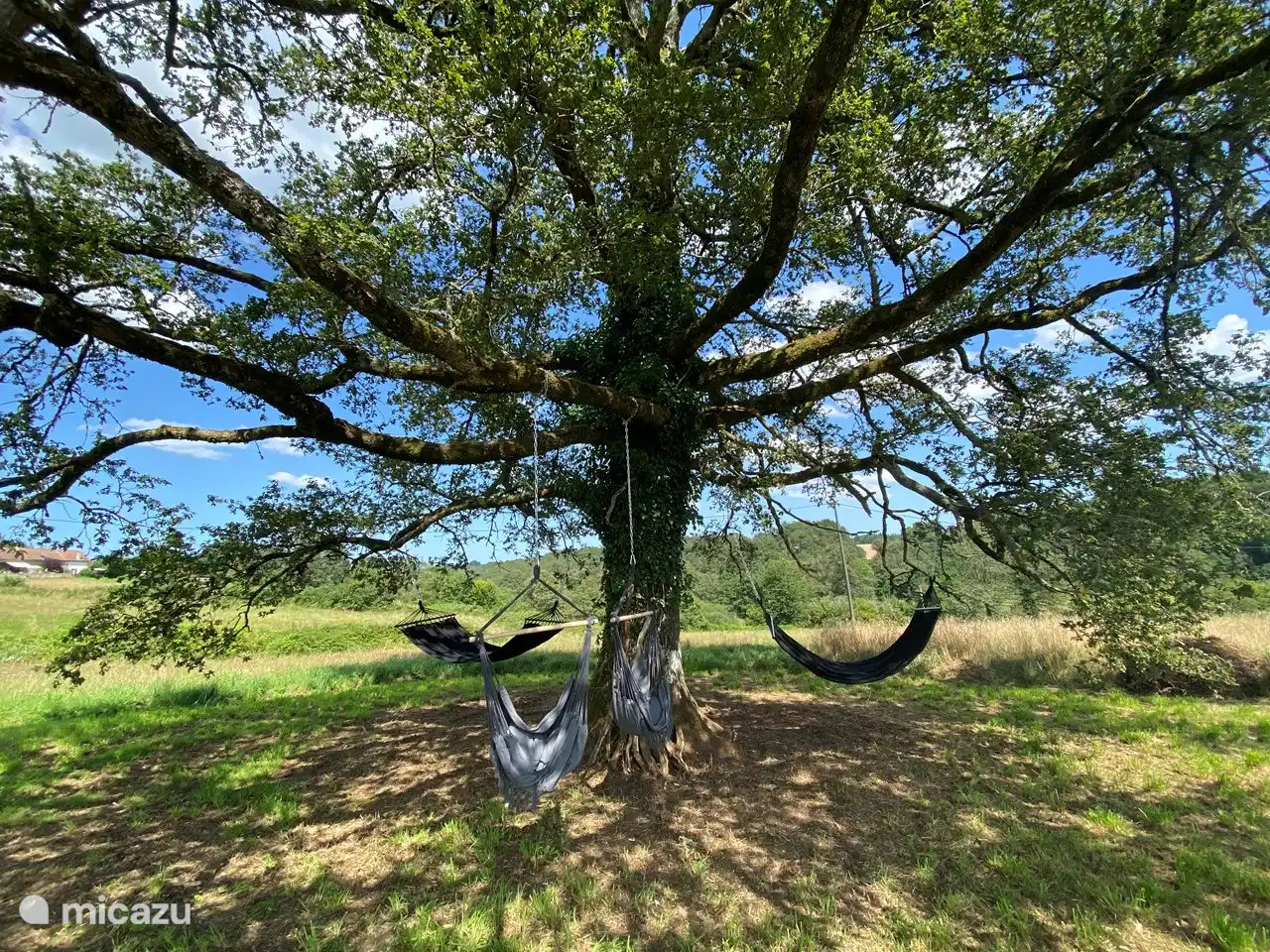 Arbre relaxant avec des hamacs et des chaises maintenant aussi des semaines spéciales réservées aux adultes