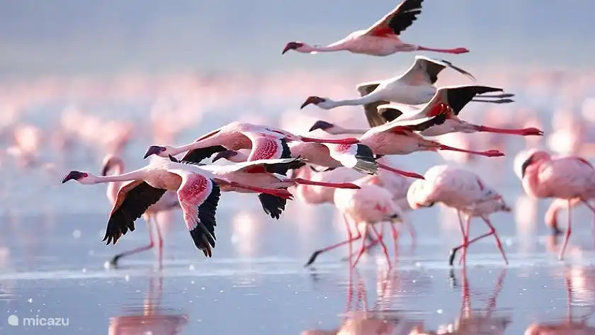 Flamants roses à proximité des lacs salés