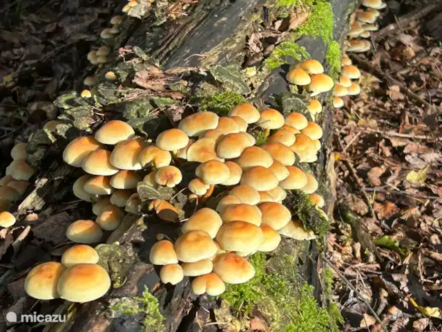 Le renard de la forêt | Pays-Bas, Gueldre, Wells - maison de vacances Un cadre magnifique même en automne