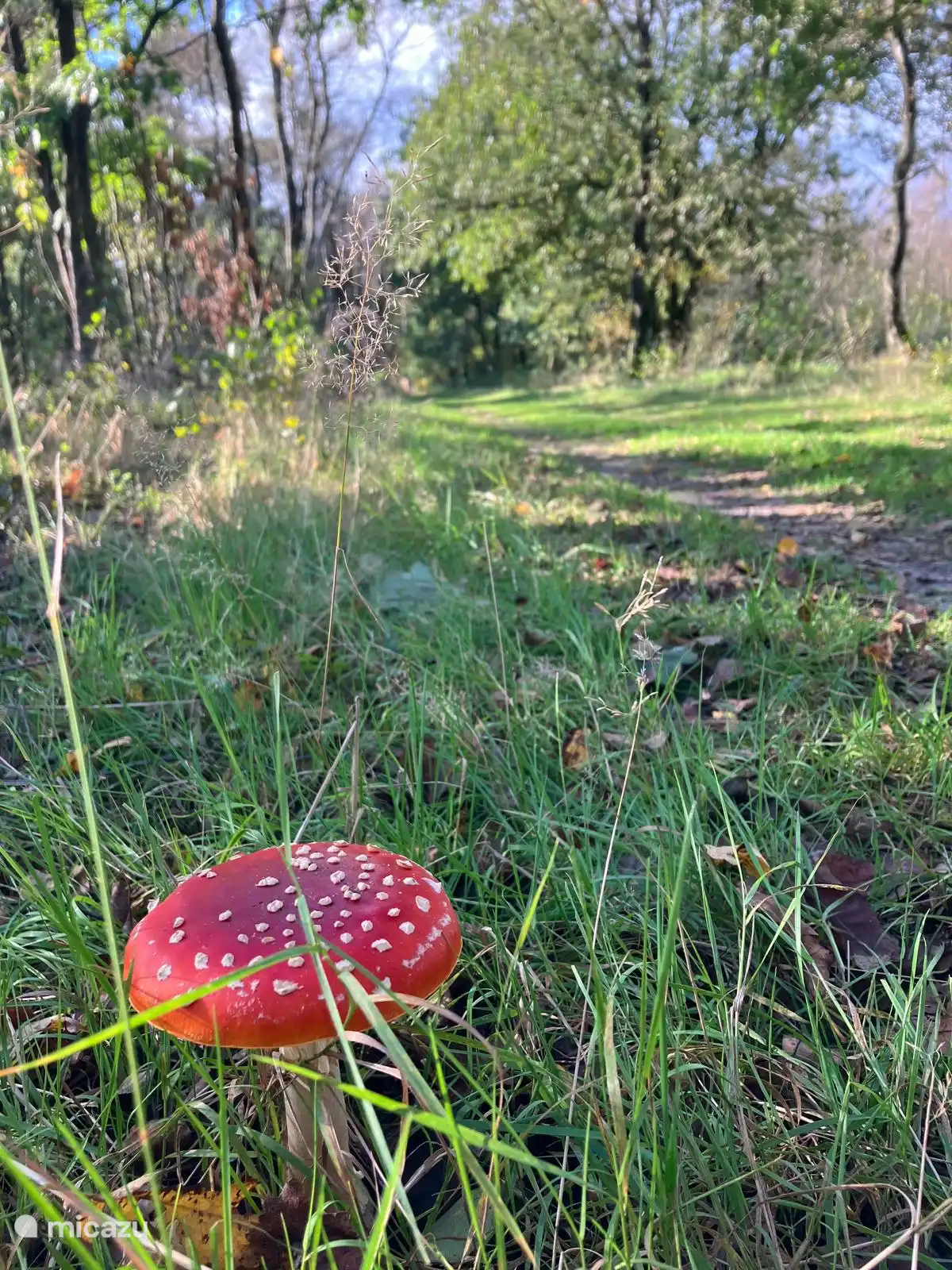 De Bosvos huren in Nederland, Gelderland, Putten - Vakantiehuis