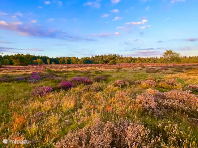 Le renard de la forêt | Pays-Bas, Gueldre, Wells - maison de vacances Lande accessible à pied