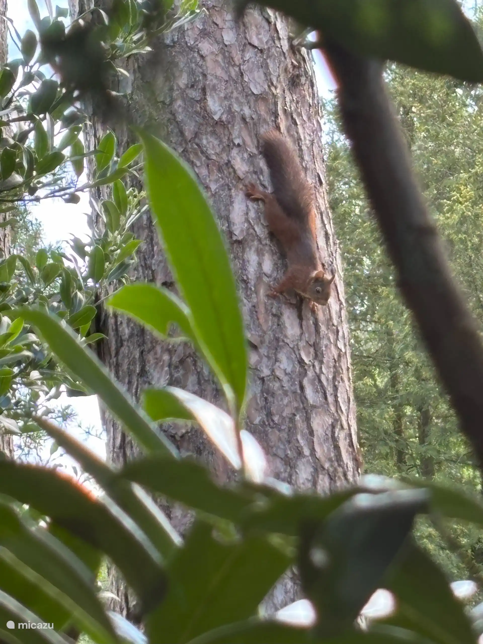 Schnabbel und Babbel (off-screen) spielen